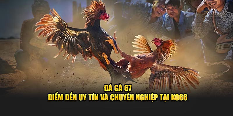 Đá gà 67