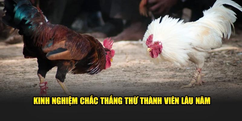 Kinh nghiệm chắc thắng thừ thành viên lâu năm