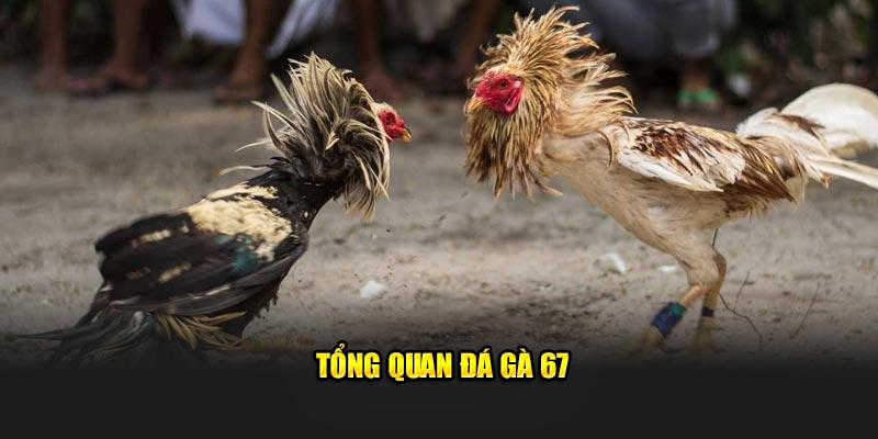 Tổng quan đá gà 67