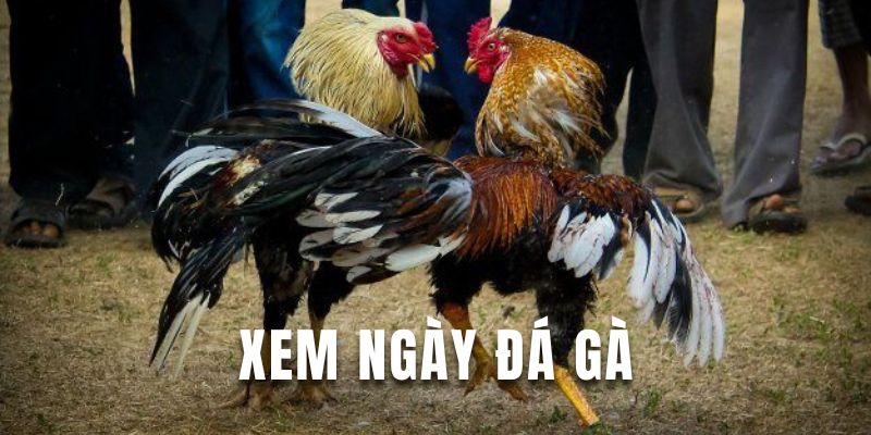 Xem ngày đá gà