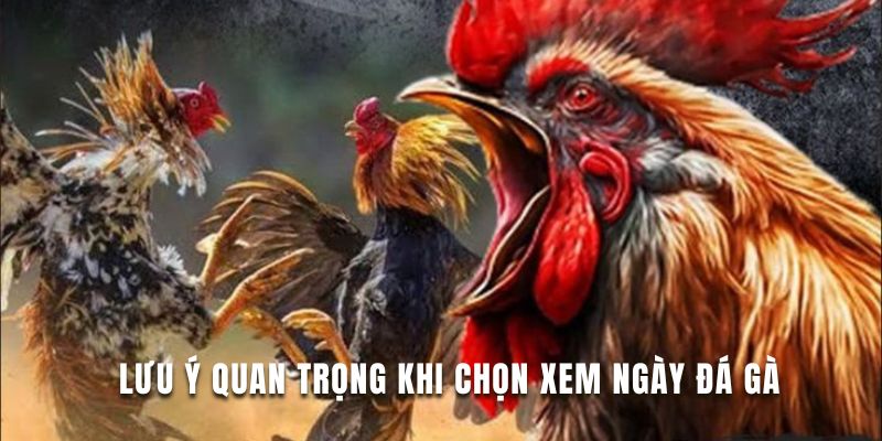 Nắm rõ những lưu ý chọn xem ngày để đá gà hiệu quả 