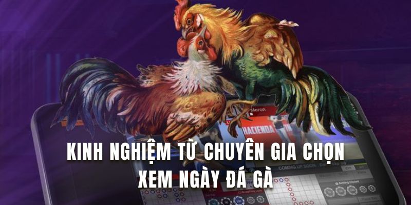 Tham khảo kinh nghiệm chọn ngày đá gà từ chuyên gia