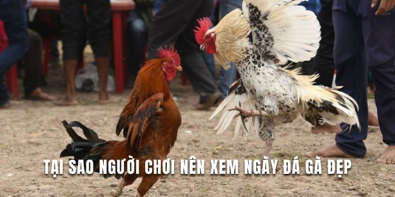 Tìm hiểu lý do người chơi chọn xem ngày đá gà